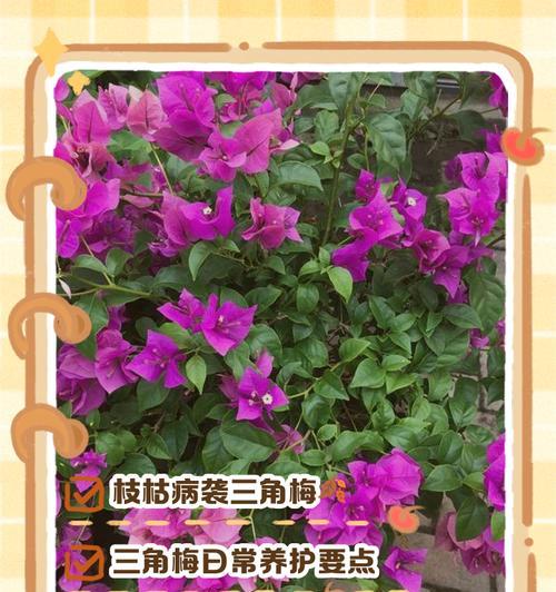 三角梅叶子发黄像烧焦？夏季养护技巧有哪些？