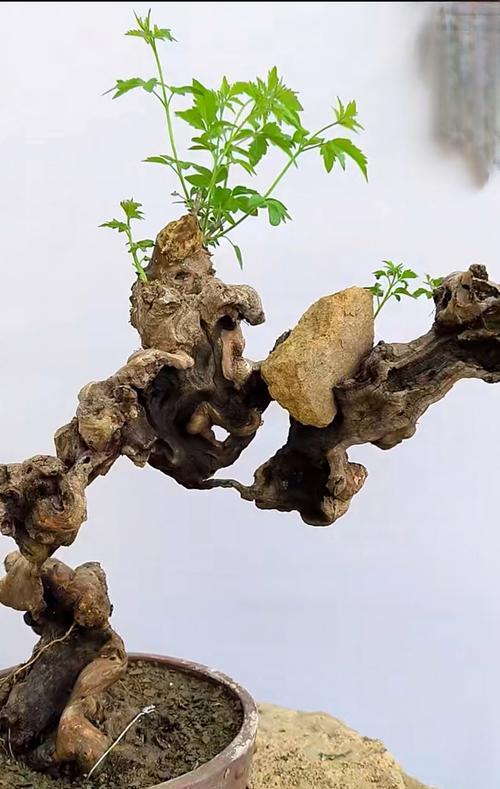 松柏盆景抱石怎么养护？养护技巧有哪些？