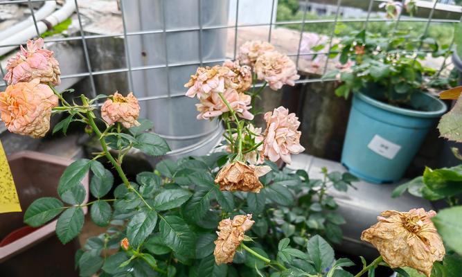 梅雨季节如何给月季提供最佳光照条件？