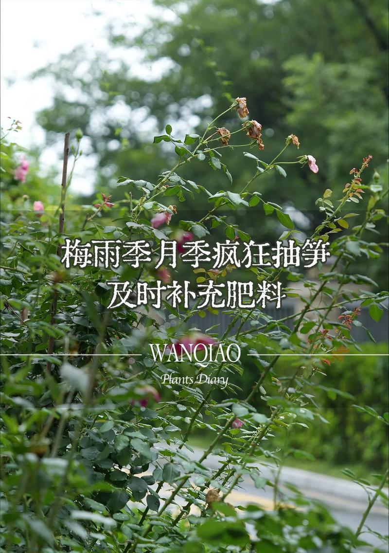 梅雨季节如何给月季提供最佳光照条件？