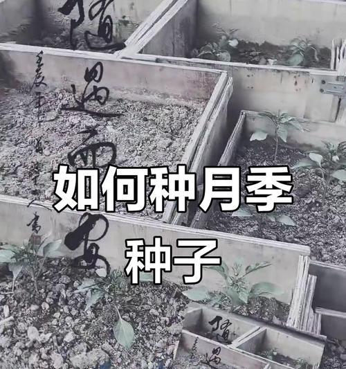 月季种子种植步骤及注意事项是什么？