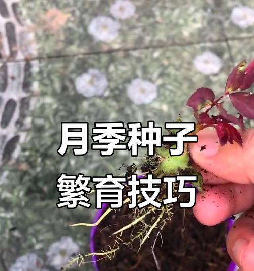 月季种子种植步骤及注意事项是什么？