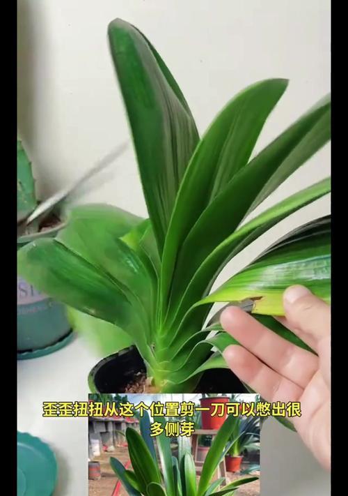 君子兰使用刨花刀切割的方法？