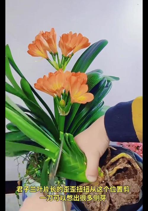 君子兰使用刨花刀切割的方法？