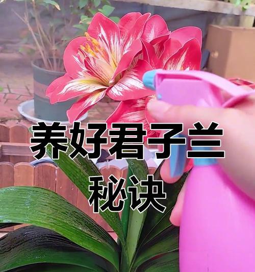 君子兰使用刨花刀切割的方法？
