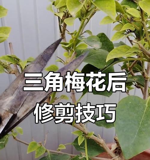 三角梅高压剪枝后如何正确种植？