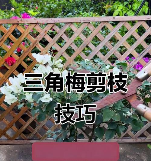 三角梅高压剪枝后如何正确种植？