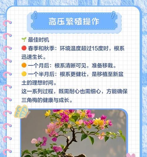 三角梅高压剪枝后如何正确种植？