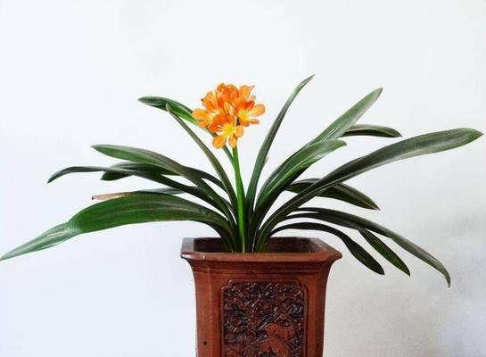 君子兰应该用什么类型的花盆栽种？哪种花盆最适宜？