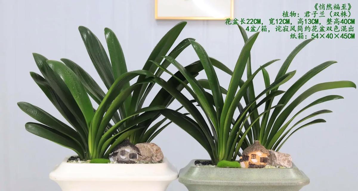 君子兰应该用什么类型的花盆栽种？哪种花盆最适宜？