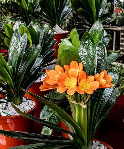 君子兰应该用什么类型的花盆栽种？哪种花盆最适宜？