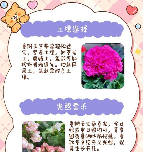 春天新入手天竺葵的养护要点是什么？