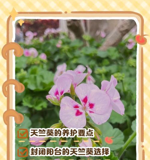 春天新入手天竺葵的养护要点是什么？