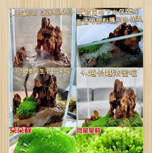 盆景更换苔藓种植的正确步骤？