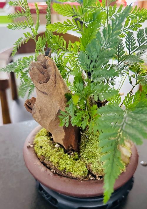 盆景更换苔藓种植的正确步骤？