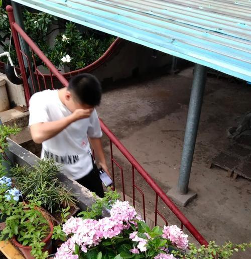 如何快速给楼顶植物浇水？有效方法有哪些？
