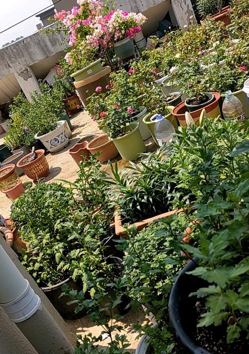 如何快速给楼顶植物浇水？有效方法有哪些？