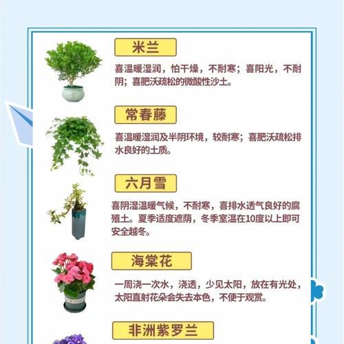 君子兰难以养活怎么办？