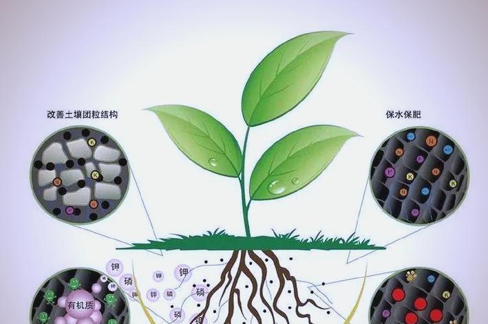 西瓜栽培的关键技术要点是什么？