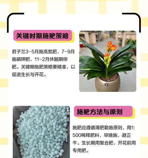 君子兰叶发黄施肥的正确方法是什么？