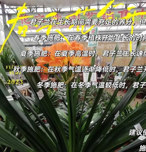 君子兰叶发黄施肥的正确方法是什么？