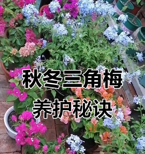 三角梅控水期施肥方法？