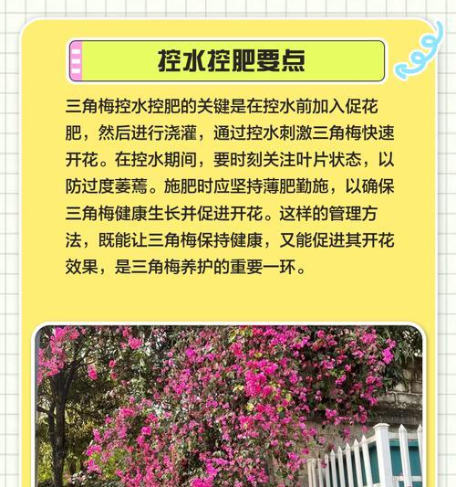 三角梅控水期施肥方法？