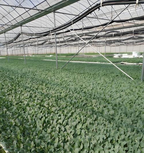 花菜苗叶子发黄的补救措施有哪些？