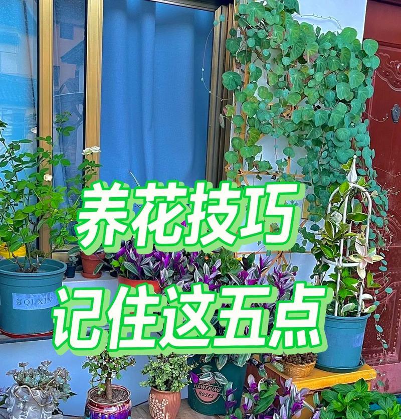 养花有哪些实用技巧和方法？