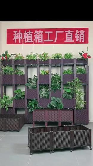 温哥种天竺葵好吗怎么养？种植和养护的技巧是什么？