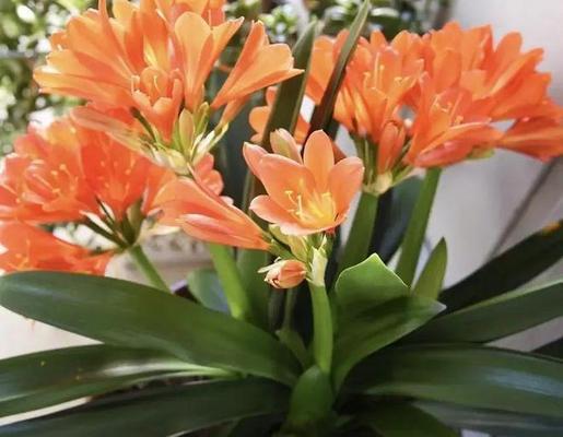 君子兰开花后换盆的正确方法是什么？需要注意什么？
