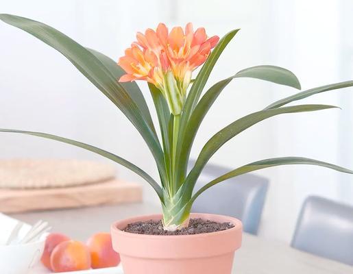君子兰开花后换盆的正确方法是什么？需要注意什么？