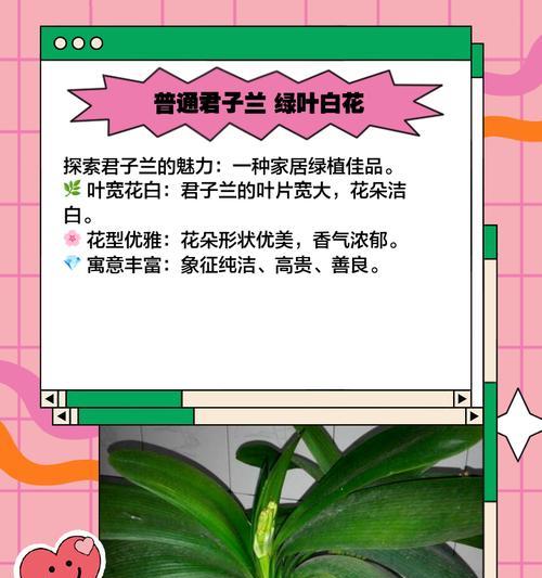 福伦品种君子兰的特点及养殖要点是什么？