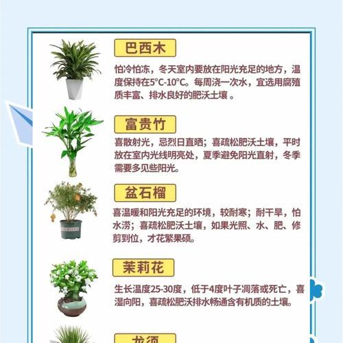 福伦品种君子兰的特点及养殖要点是什么？