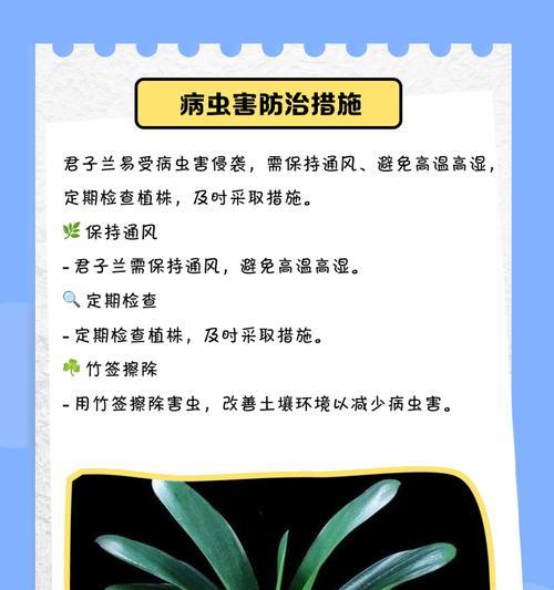 福伦品种君子兰的特点及养殖要点是什么？