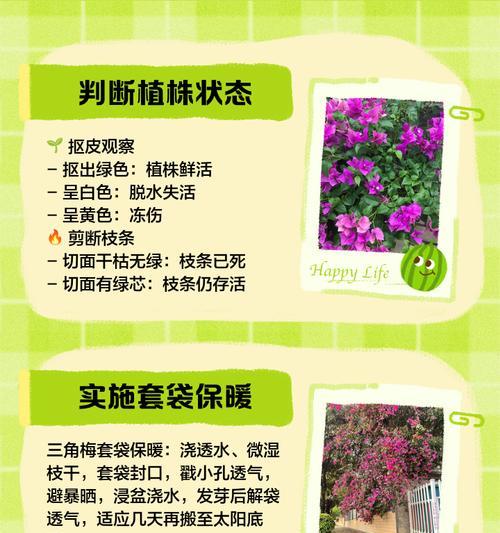 三角梅光杆子如何恢复？补救方法有哪些？