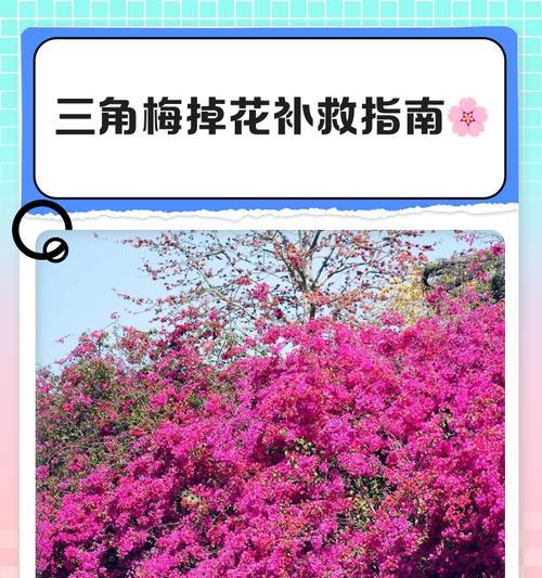 三角梅光杆子如何恢复？补救方法有哪些？