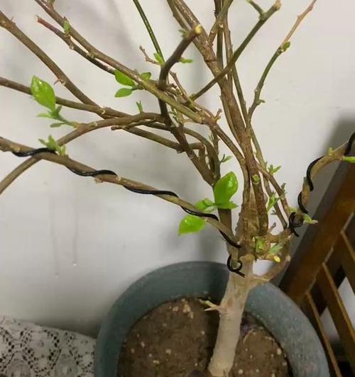 三角梅光杆子如何恢复？补救方法有哪些？