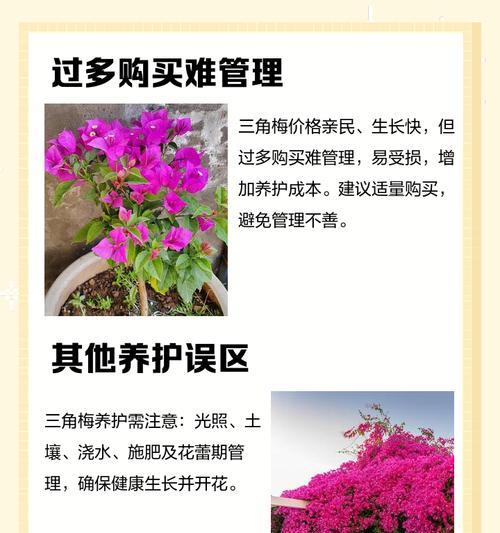 三角梅新枝不长刺的方法有哪些？