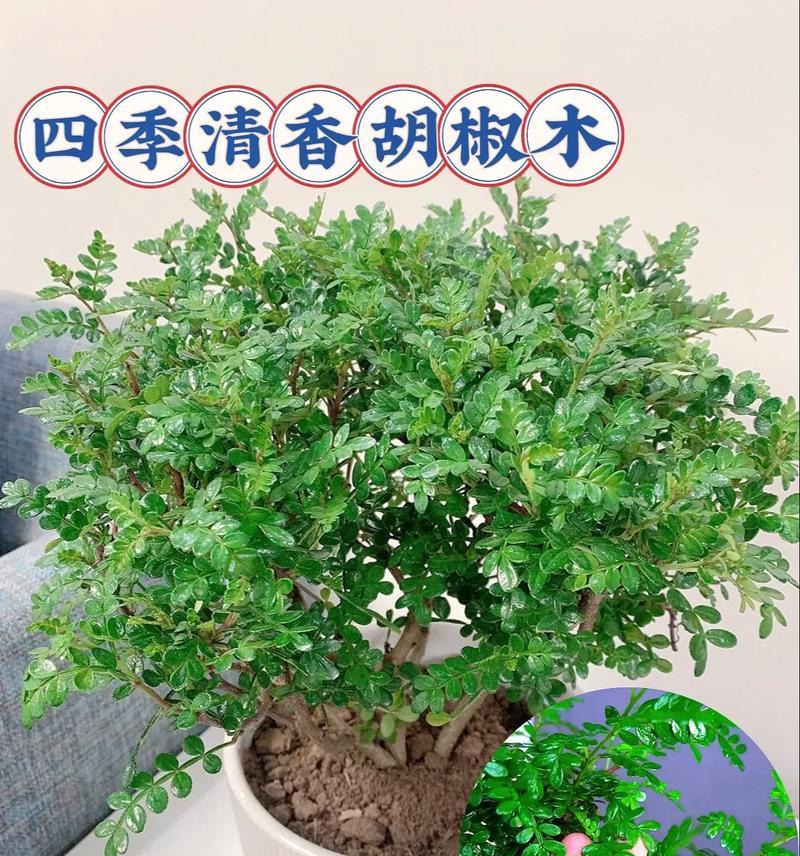 清香木叶子发黄枯萎的解决方法是什么？