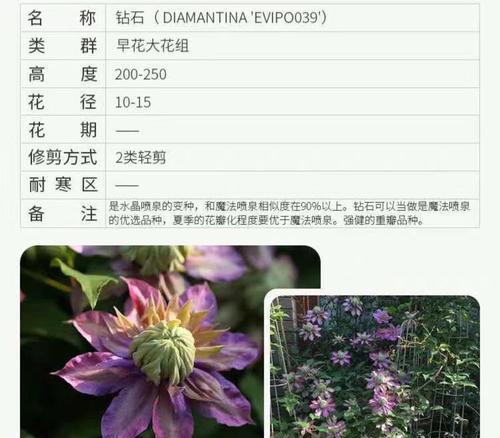 如何养护铁线莲爬藤至3米大苗？