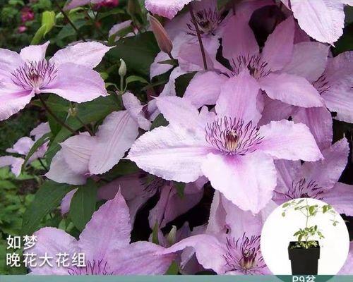 如何养护铁线莲爬藤至3米大苗？