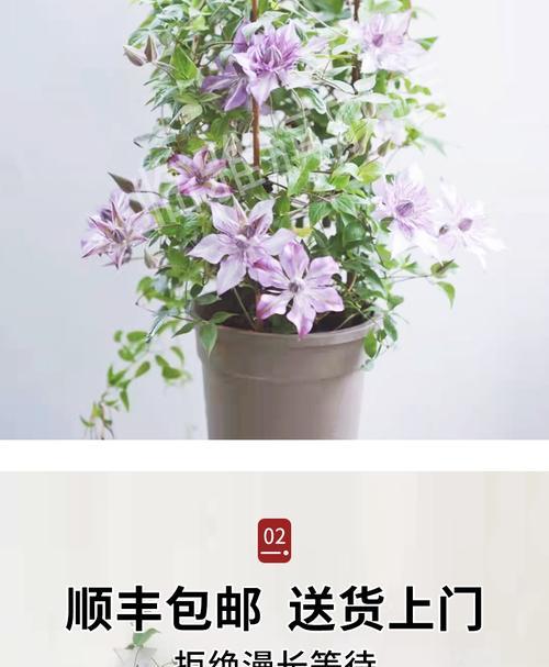 如何养护铁线莲爬藤至3米大苗？