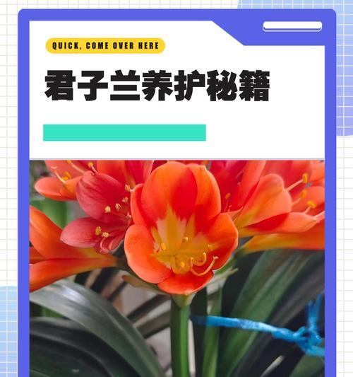 君子兰单叶子水培的正确养护方法是什么？