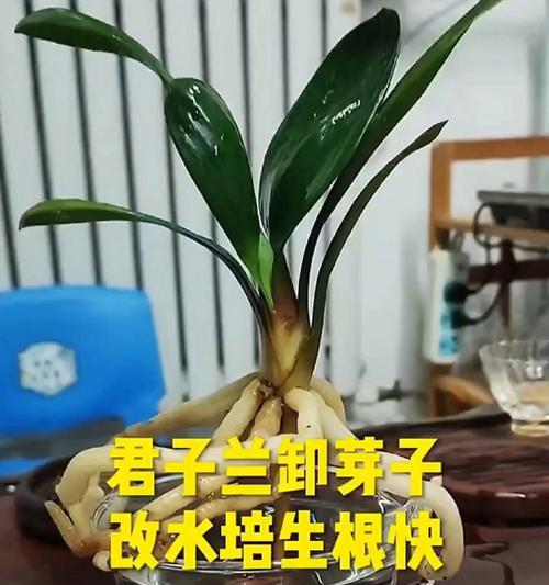 君子兰单叶子水培的正确养护方法是什么？