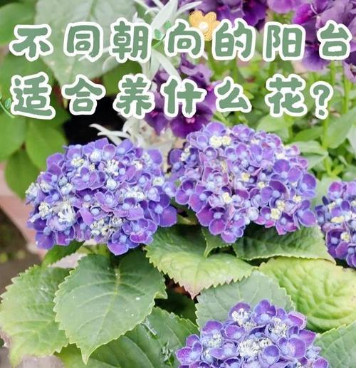 窗外后阳台养的花叫什么？阳台花卉选择与养护技巧？