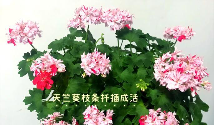 天竺葵的剪枝扦插繁殖方法是什么？