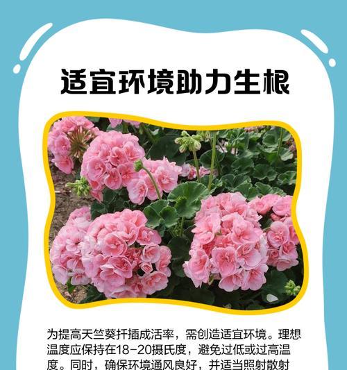 天竺葵的剪枝扦插繁殖方法是什么？