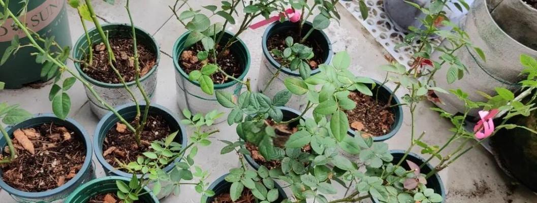 月季加仑盆种植好吗？如何正确养护？