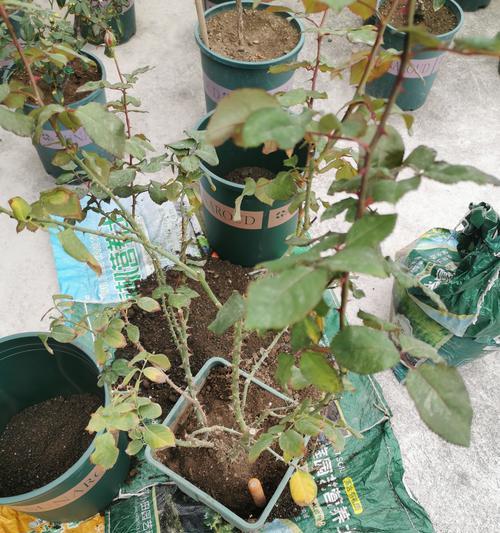 月季加仑盆种植好吗？如何正确养护？